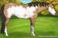 Horse Color:Amber Champagne Frame Rabicano