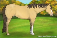 Horse Color:Amber Cream Champagne 