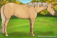 Horse Color:Gold Champagne 