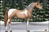 Horse Color:Bay Pearl Tobiano 