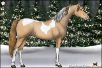 Horse Color:Brown Pearl Tobiano 