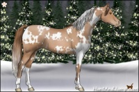 Horse Color:White Spotted Brown Pearl 