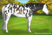 Horse Color:Brown Splash Appaloosa 