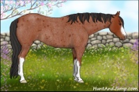 Horse Color:Bay Roan 
