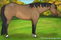 Horse Color:Bay Roan Dun