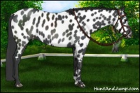 Horse Color:Black Appaloosa