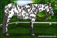 Horse Color:Smoky Black Appaloosa 