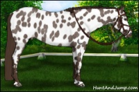 Horse Color:Liver Red Roan Near Leopard 