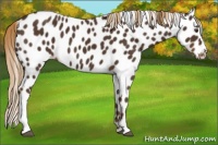 Horse Color:Liver Chestnut Appaloosa 