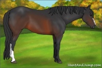 Horse Color:Brown 