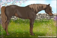 Horse Color:Liver Chestnut 