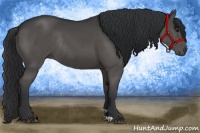Horse Color:Black Rabicano 