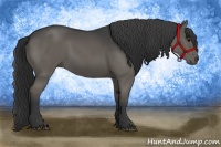 Horse Color:Black Rabicano