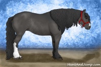 Horse Color:Black Rabicano 