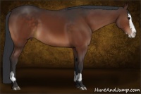 Horse Color:Brown Sabino and Brown Sabino Splash