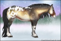 Horse Color:Brown Onyx Appaloosa Rabicano 