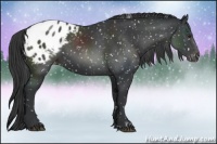 Horse Color:Black Sabino Appaloosa 