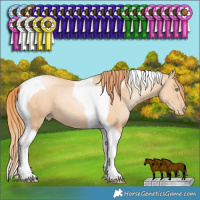 Horse Color:Amber Champagne Pearl Tobiano