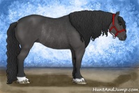 Horse Color:Black Rabicano