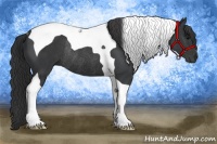 Horse Color:Black Tobiano Rabicano