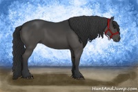 Horse Color:Black Rabicano