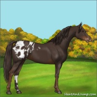 Horse Color:Liver Chestnut Appaloosa 