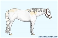 Horse Color:Silver Smoky Grullo Pearl Splash 