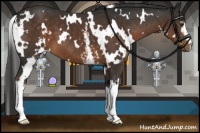 Horse Color:White Spotted Liver Chestnut 