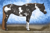 Horse Color:White Spotted Liver Chestnut Rabicano 