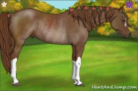 Horse Color:Chestnut Rabicano