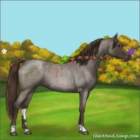 Horse Color:Liver Red Roan Rabicano 