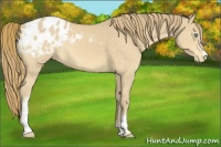 Horse Color:White Spotted Perlino Appaloosa 
