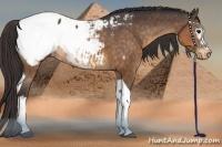 Horse Color:White Spotted Buckskin Tobiano Snowcap 