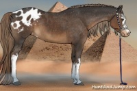 Horse Color:White Spotted Liver Chestnut Appaloosa 