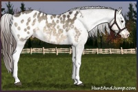 Horse Color:White Spotted Buckskin Dun Appaloosa 