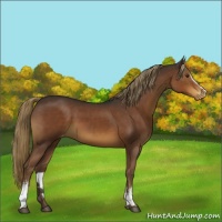 Horse Color:White Spotted Liver Chestnut Varnish 