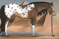 Horse Color:White Spotted Liver Chestnut Appaloosa 