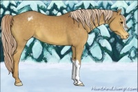 Horse Color:Chocolate Palomino Appaloosa 