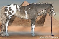 Horse Color:White Spotted Chocolate Palomino Appaloosa
