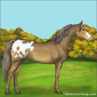 Horse Color:Chocolate Palomino Appaloosa 