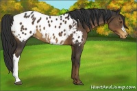 Horse Color:Liver Chestnut Appaloosa 