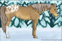 Horse Color:Chocolate Palomino Appaloosa 