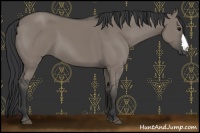 Horse Color:Grullo 