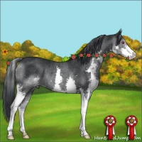 Horse Color:Black Chinchilla Splash Rabicano
