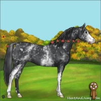 Horse Color:White Spotted Black Chinchilla 