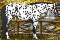 Horse Color:Black Near Leopard 