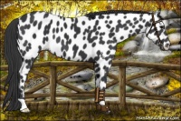Horse Color:Black Near Leopard 