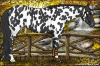 Horse Color:Black Appaloosa 
