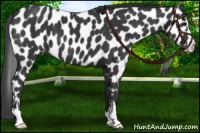 Horse Color:Black Sabino Leopard 