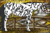 Horse Color:Black Appaloosa 